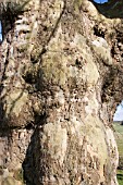 PLATANUS ACERIFOLIA,  LONDON PLANE,  LARGE TREE WITH DECORATIVE BARK