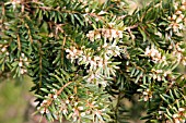 TAXUS BACCATA,  COMMON YEW,