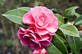 CAMELLIA WILLIAMSII DEBBIES CARNATION