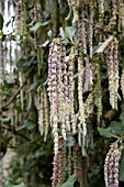 GARRYA ELLIPTICA,  SILK TASSEL BUSH