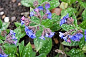 PULMONARIA LIME CLOSE LUNGWORT