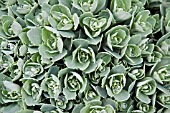 SEDUM SPECTABILE INDIAN CHIEF STONECROP