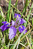 IRIS UNGUICULARIS MARY BARNARD