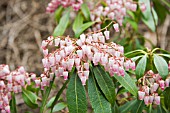 PIERIS JAPONICA PINK DELIGHT