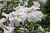 RHODODENDRON CILIATUM,  SEMI DWARF