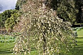 SALIX CAPREA PENDULA,  KILMARNOCK WILLOW