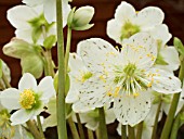 HELLEBORUS NIGER,  CHRISTMAS ROSE