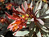 EUPHORBIA AMYGDALOIDES PURPUREA,  WOOD SPURGE.