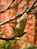 MAGNOLIA SOULANGEANA BUD