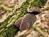 AURICULARIA AURICULA,  EAR FUNGUS ON ELDER