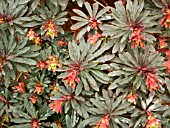 EUPHORBIA AMYGDALOIDES PURPUREA,  SPURGE