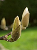 MAGNOLIA SOULANGEANA,  SHOWING BUDS ABOUT TO BURST