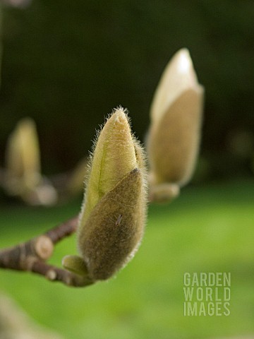 MAGNOLIA_SOULANGEANA__SHOWING_BUDS_ABOUT_TO_BURST