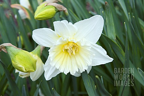 NARCISSUS_ICE_KING_DAFFODIL