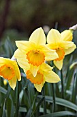 NARCISSUS ORANGE CREST DAFFODIL