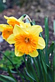 NARCISSUS SWEET CHARITY DAFFODIL