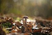 LACCARIA AMETHYSTINA