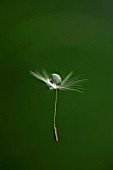 TARAXACUM OFFICINALE