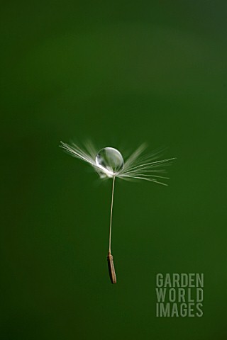 TARAXACUM_OFFICINALE