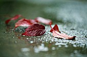 VIBURNUM LEAVES