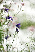 AQUILEGIA COLUMBINE