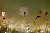 SPOROPHYTES