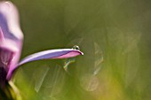 OSTEOSPERMUM