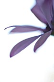 PURPLE OSTEOSPERMUM