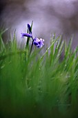 HYACINTHOIDES NON-SCRIPTA