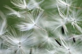 TARAXACUM OFFICINALE