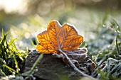 FROSTY LEAF