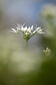 ALLIUM URSINUM