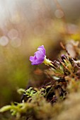 PRIMULA VULGARIS