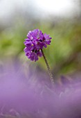 PRIMULA VULGARIS