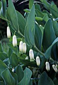 POLYGONATUM ODORATUM, (AGM), (SYN. POLYGONATUM JAPONICUM, SYN. POLYGONATUM OFFICINALE)