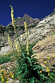 DIGITALIS LUTEA