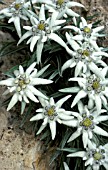 LEONTOPODIUM ALPINUM,  EDELWEISS,  FLOWERS