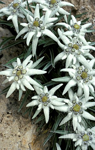 _LEONTOPODIUM_ALPINUM__EDELWEISS__FLOWERS