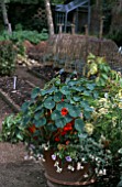 TROPAEOLUM IN CONTAINER (NASTURTIUM)