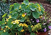 TROPAEOLUM MAJUS AND HERBS IN CONTAINER