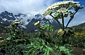 HERACLEUM MANTEGAZZIANUM COLONEL DE LAUTERET