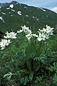 ANEMONE NARCISSIFLORA,  WHITE, FLOWER, WHOLE, PLANT, SUMMER,