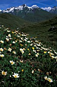 DRYAS OCTOPETALA MOUNTAINS PIEMONTE