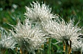 PULSATILLA VERNALIS SEEDHEAD