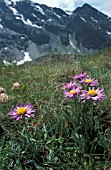 ASTER ALPINUS,  VIOLET, FLOWERS, WHOLE, PLANT