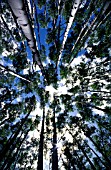 POPULUS TREMULUS ASPEN TREE TREES UPWARD SUMMER