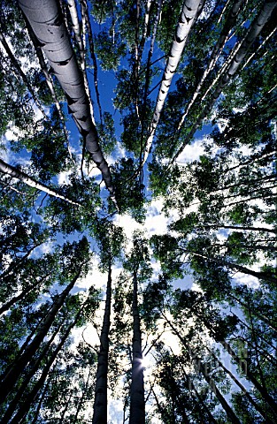 POPULUS_TREMULUS_ASPEN_TREE_TREES_UPWARD_SUMMER