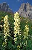 ACONITUM LYCOCTONUM VULPARIA,  YELLOW, FLOWER, SUMMER