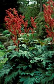 RHEUM PALMATUM,  ORNAMENTAL RHUBARB,  WHOLE PLANT,  IN GARDEN SETTING