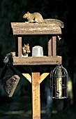 SQUIRRELS ON BIRD TABLE